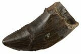 Serrated Tyrannosaur Tooth - Judith River Formation #194345-1